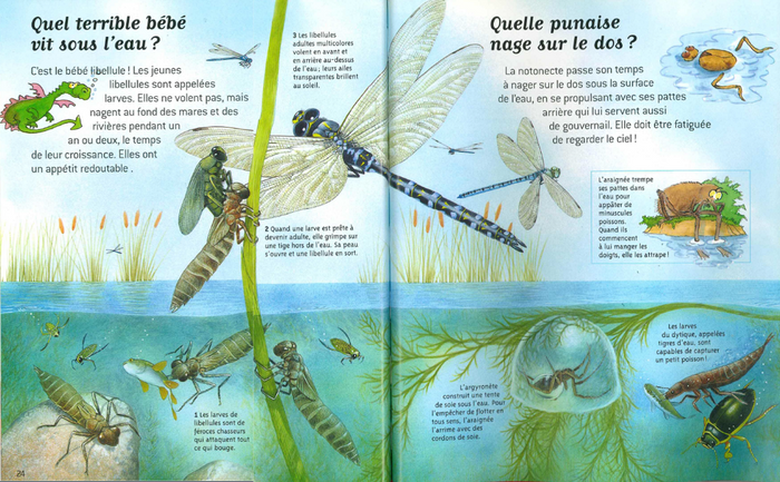 Les insectes - Questions/Réponses - Dès 7 ans