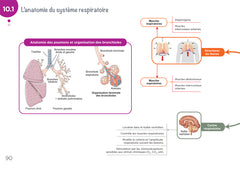 Anatomie physiologie - Cartes mentales - Diplôme Aide-Soignant - DEAS