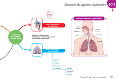 Anatomie physiologie - Cartes mentales - Diplôme Aide-Soignant - DEAS