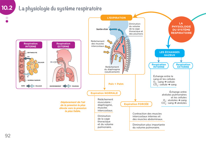 Anatomie physiologie - Cartes mentales