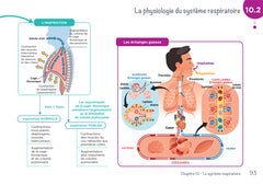 Anatomie physiologie - Cartes mentales - Diplôme Aide-Soignant - DEAS