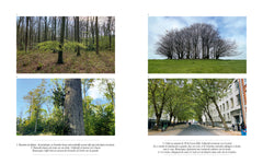 Ce que nous disent les arbres