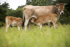 Races bovines françaises