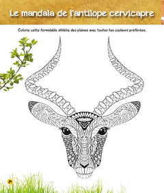 Coloriages magiques Une saison au zoo, spécial savane