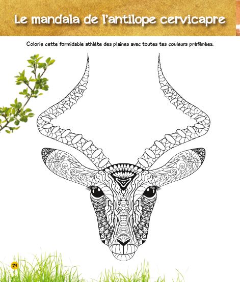 Coloriages magiques Une saison au zoo, spécial savane