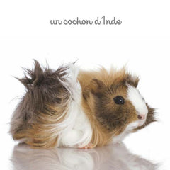 Mon mini imagier des animaux