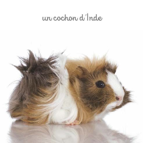 Mon mini imagier des animaux