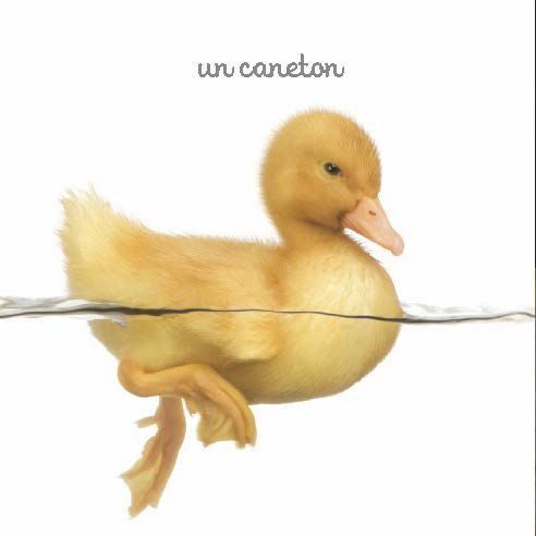 Mon mini imagier des animaux