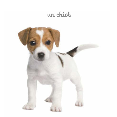 Mon mini imagier des animaux