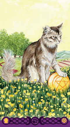 Coffret le tarot des chats païens