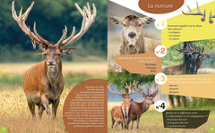 Le cerf