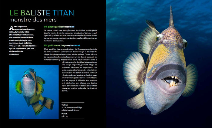 Fascinantes créatures, la vie secrète des animaux des profondeurs et des abysses