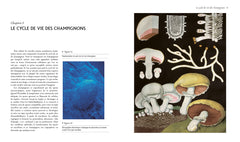 Les champignons vont sauver le monde
