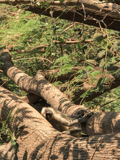 Boîte Quiz - Incollables - Enfants vs Parents - Énigmes Visuelles