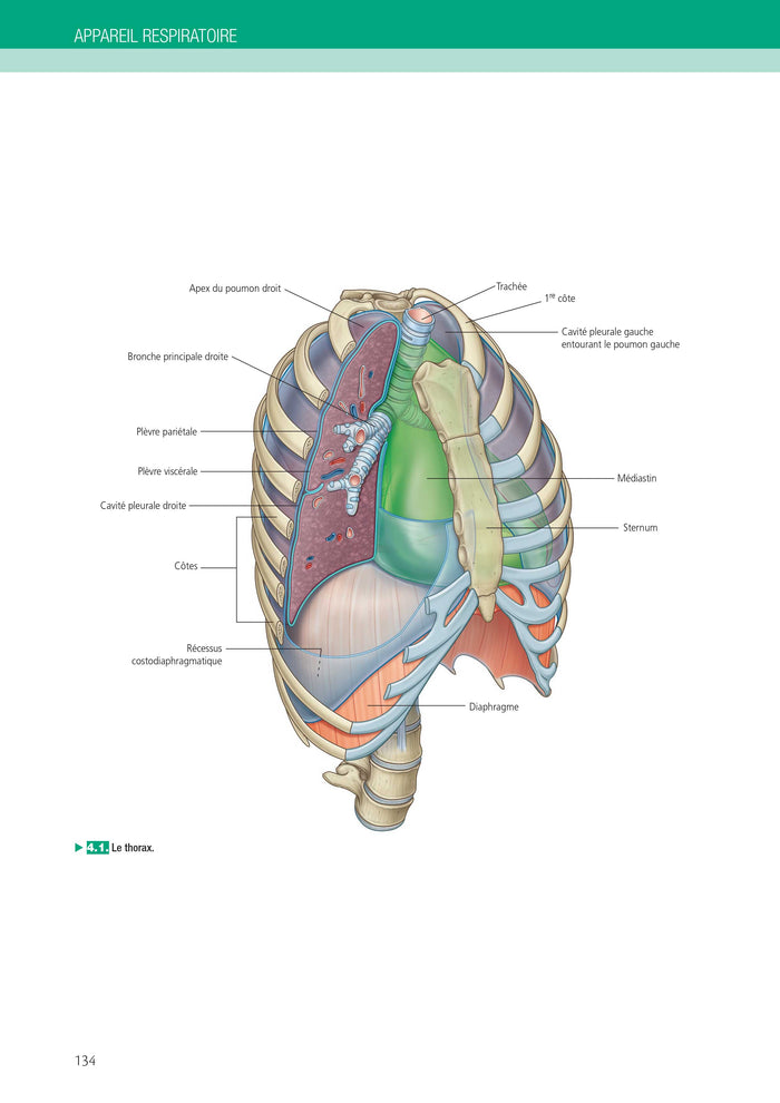 L'anatomie et la physiologie pour les infirmier(e)s