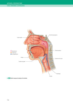 L'anatomie et la physiologie pour les infirmier(e)s