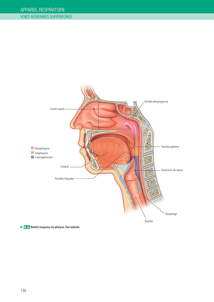 L'anatomie et la physiologie pour les infirmier(e)s