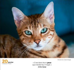 365 jours adorables chats et chatons