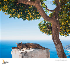 365 jours adorables chats et chatons