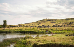 Aubrac