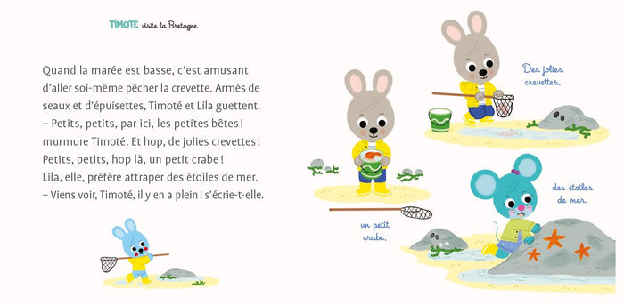 Timoté visite la Bretagne