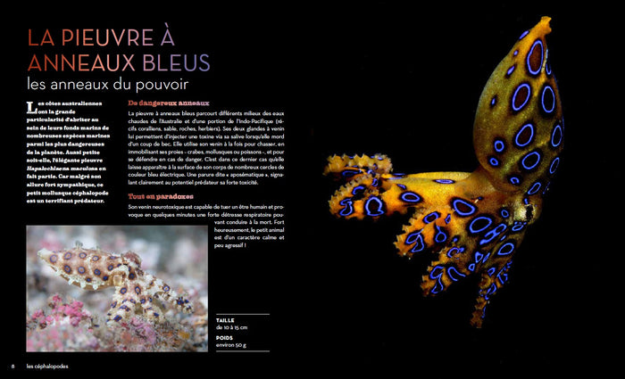 Fascinantes créatures, la vie secrète des animaux des profondeurs et des abysses