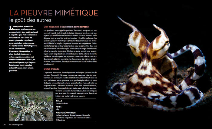 Fascinantes créatures, la vie secrète des animaux des profondeurs et des abysses