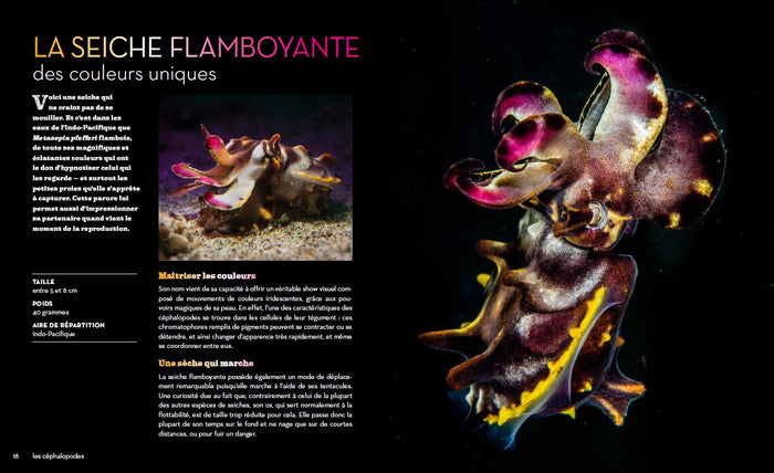 Fascinantes créatures, la vie secrète des animaux des profondeurs et des abysses