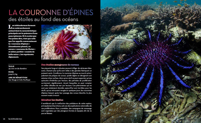 Fascinantes créatures, la vie secrète des animaux des profondeurs et des abysses