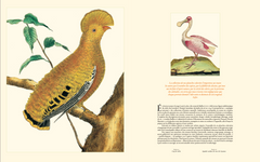 Histoire naturelle des oiseaux de Buffon et Martinet