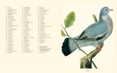 Histoire naturelle des oiseaux de Buffon et Martinet