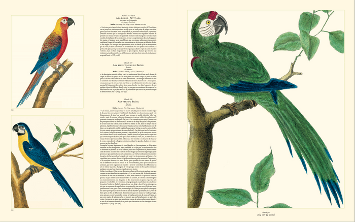 Histoire naturelle des oiseaux de Buffon et Martinet