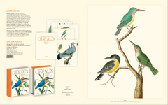 Histoire naturelle des oiseaux de Buffon et Martinet