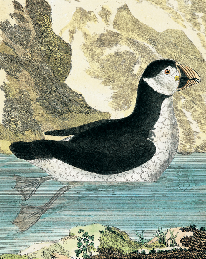 Histoire naturelle des oiseaux de Buffon et Martinet