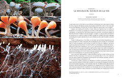Hallucinants champignons