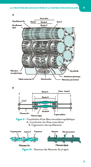 Physiologie du sport