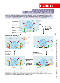 Mémo visuel de neurosciences