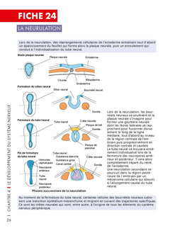 Mémo visuel de neurosciences