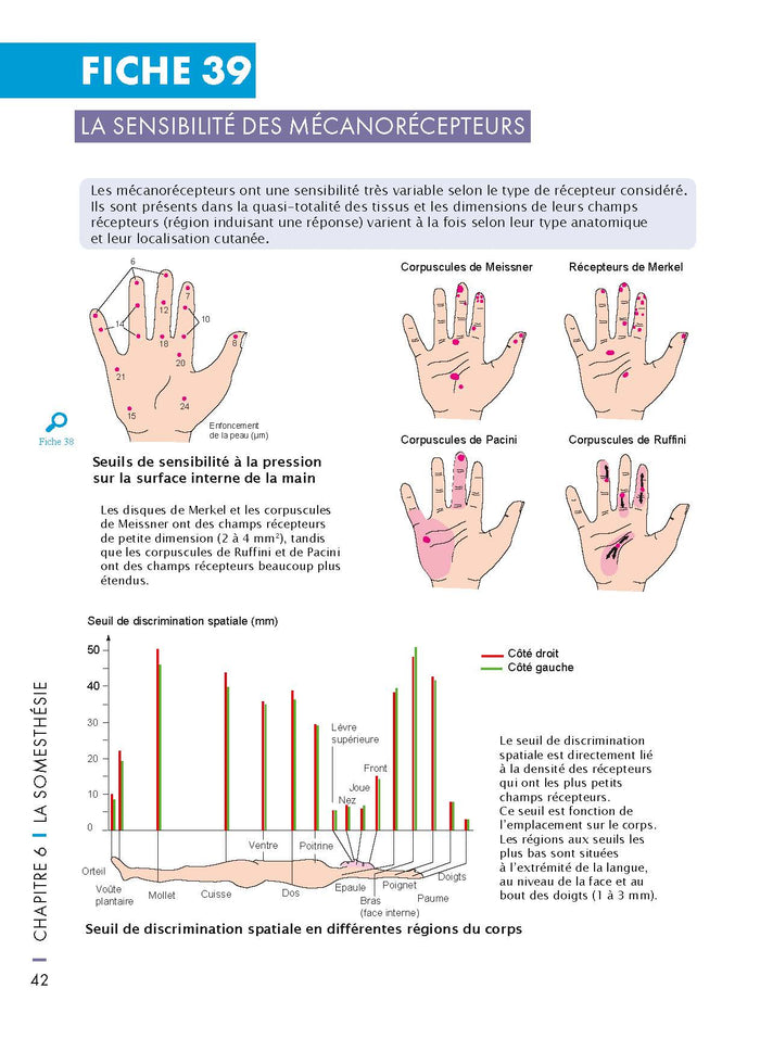 Mémo visuel de neurosciences