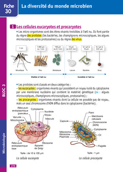 Objectif Bac pro ASSP (2de - 1re - Term) - Fiches