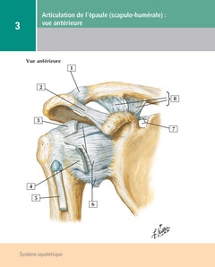 Mémofiches Anatomie Netter - Membres