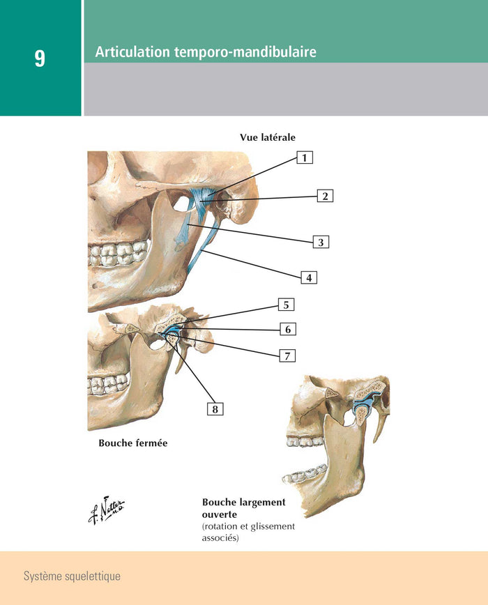 Mémofiches Anatomie Netter - Tête et cou