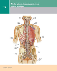 Mémofiches Anatomie Netter - Tronc