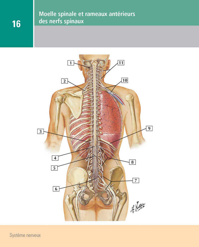 Mémofiches Anatomie Netter - Tronc