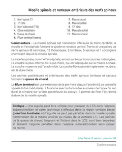 Mémofiches Anatomie Netter - Tronc