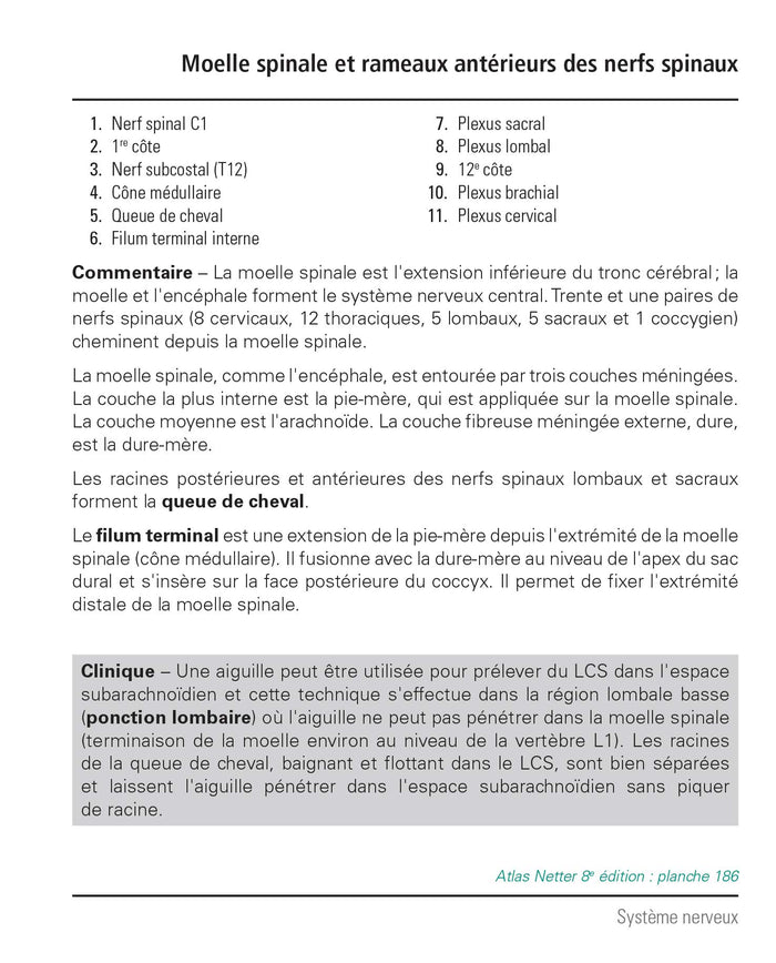 Mémofiches Anatomie Netter - Tronc