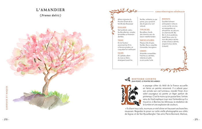 Grimoire & récits d'une cueilleuse d'arbres