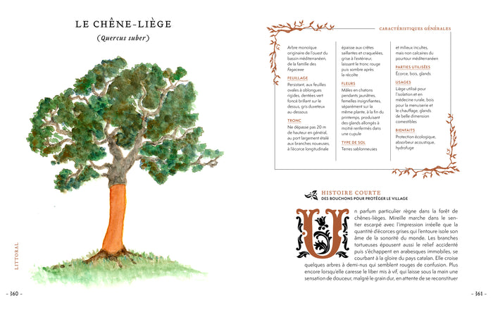 Grimoire & récits d'une cueilleuse d'arbres