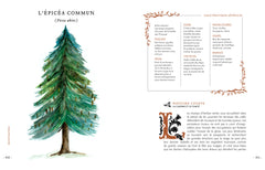 Grimoire & récits d'une cueilleuse d'arbres