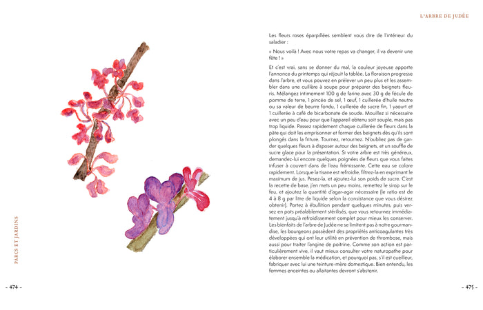 Grimoire & récits d'une cueilleuse d'arbres